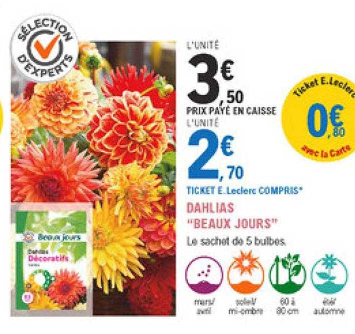 dahlias "beaux jours"