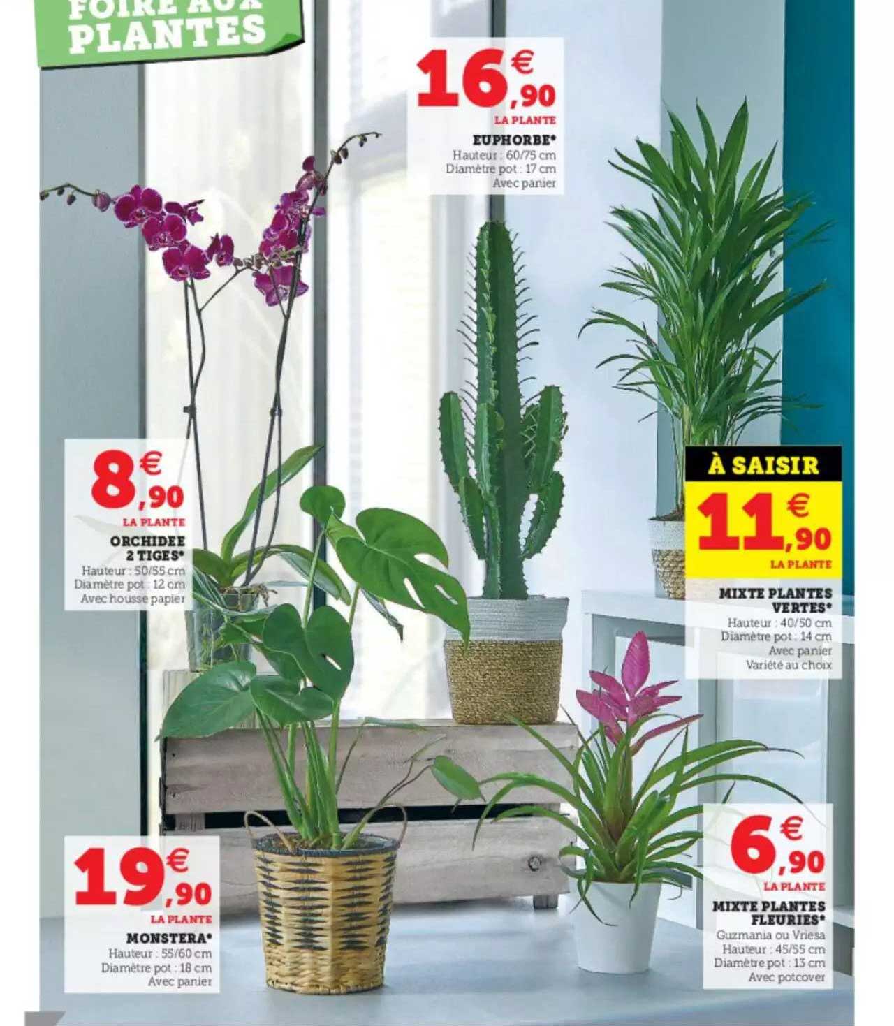 euphorbe, orchidée 2 tiges, monstera, mixte plantes vertes, mixte plantes fleuries