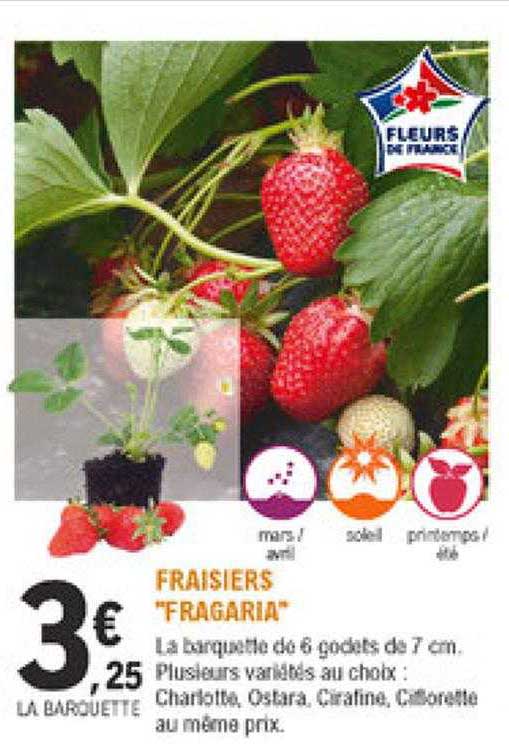 fraisiers "fragaria"