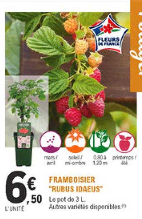 framboisier "rubus idaeus"