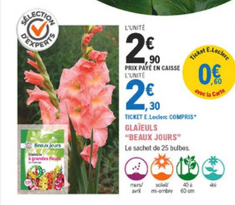 glaïeuls "beaux jours"