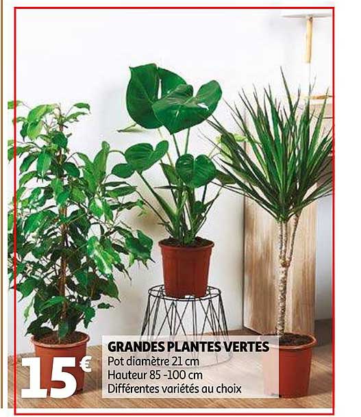 grandes plantes vertes