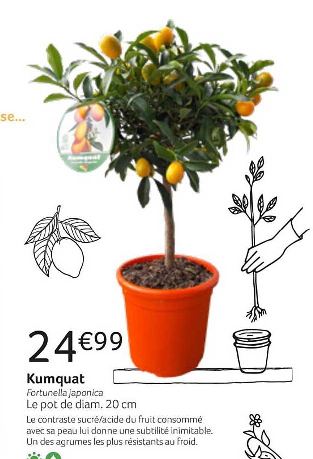 kumquat