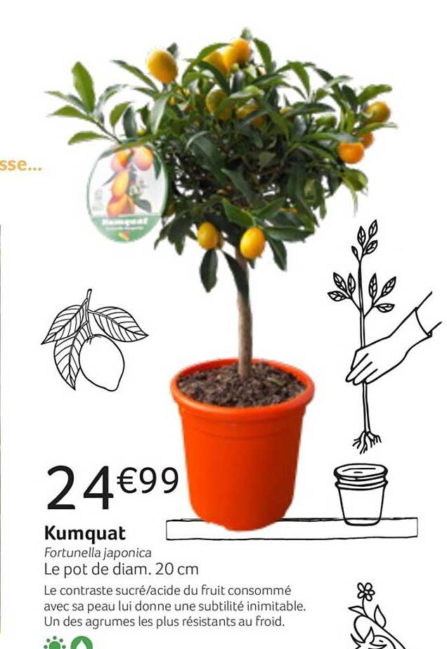 kumquat