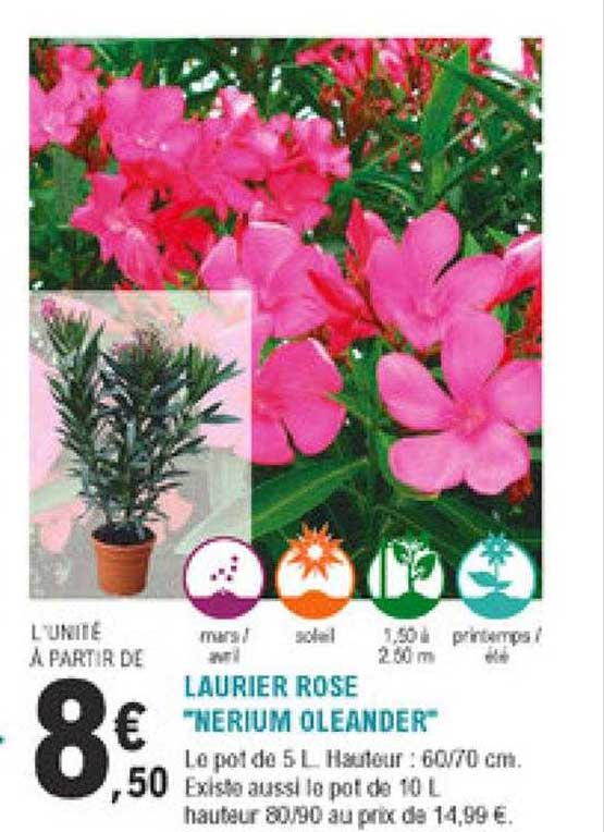 Laurier Rose "nerium Oleander"