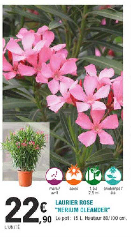 laurier rose "nerium oleander"