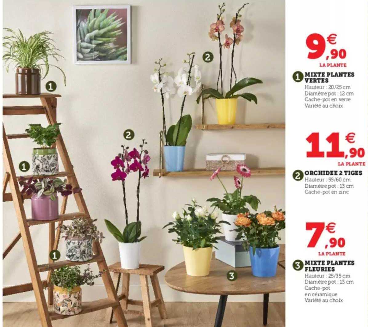 mixte plantes vertes, orchidée 2 tiges, mixte plantes fleuries