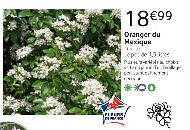 oranger du mexique