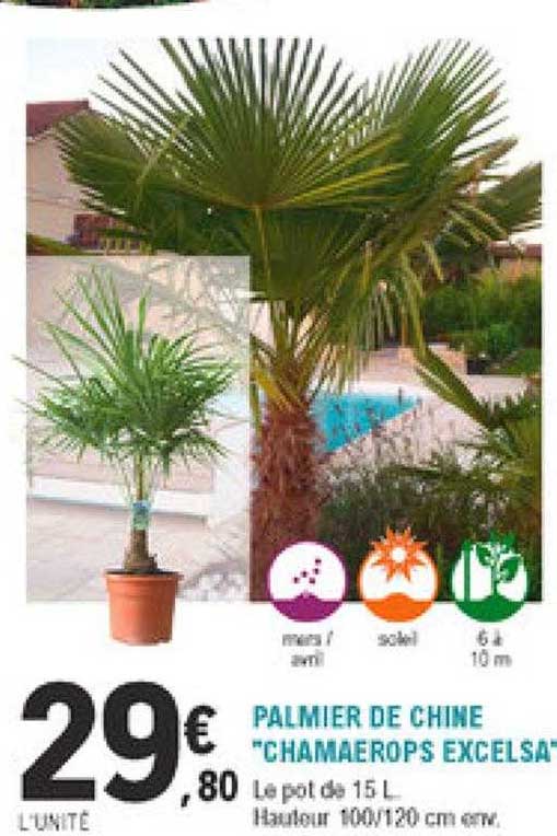 palmier de chine "chamaerops excelsa"