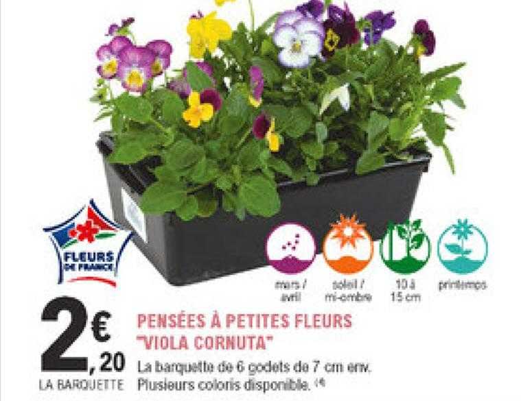 pensées à petites fleurs "viola cornuta"