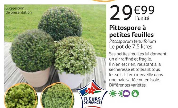 pittospore à petites feuilles