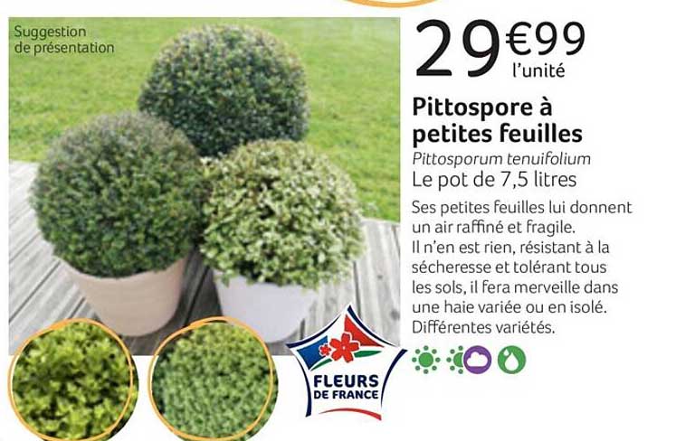 pittospore à petites feuilles