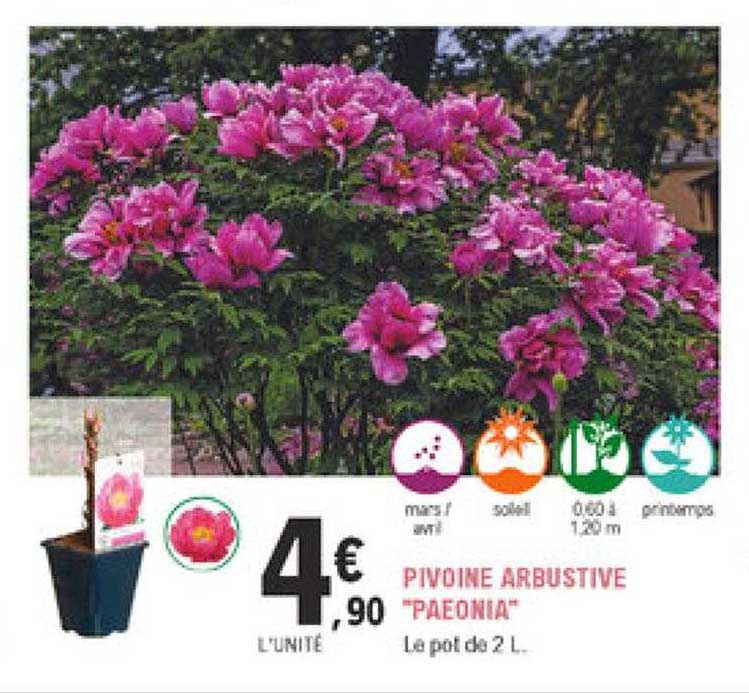 pivoine arbustive "paeonia"