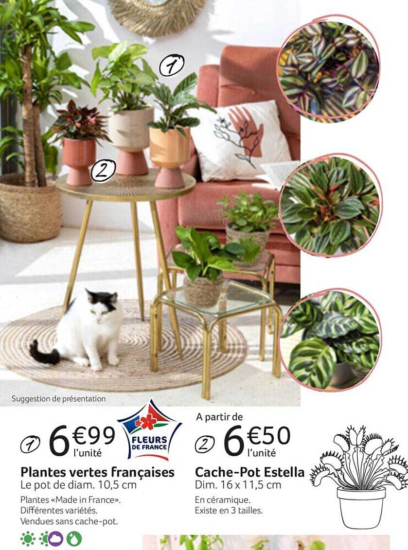 plantes vertes françaises, cache-pot estella