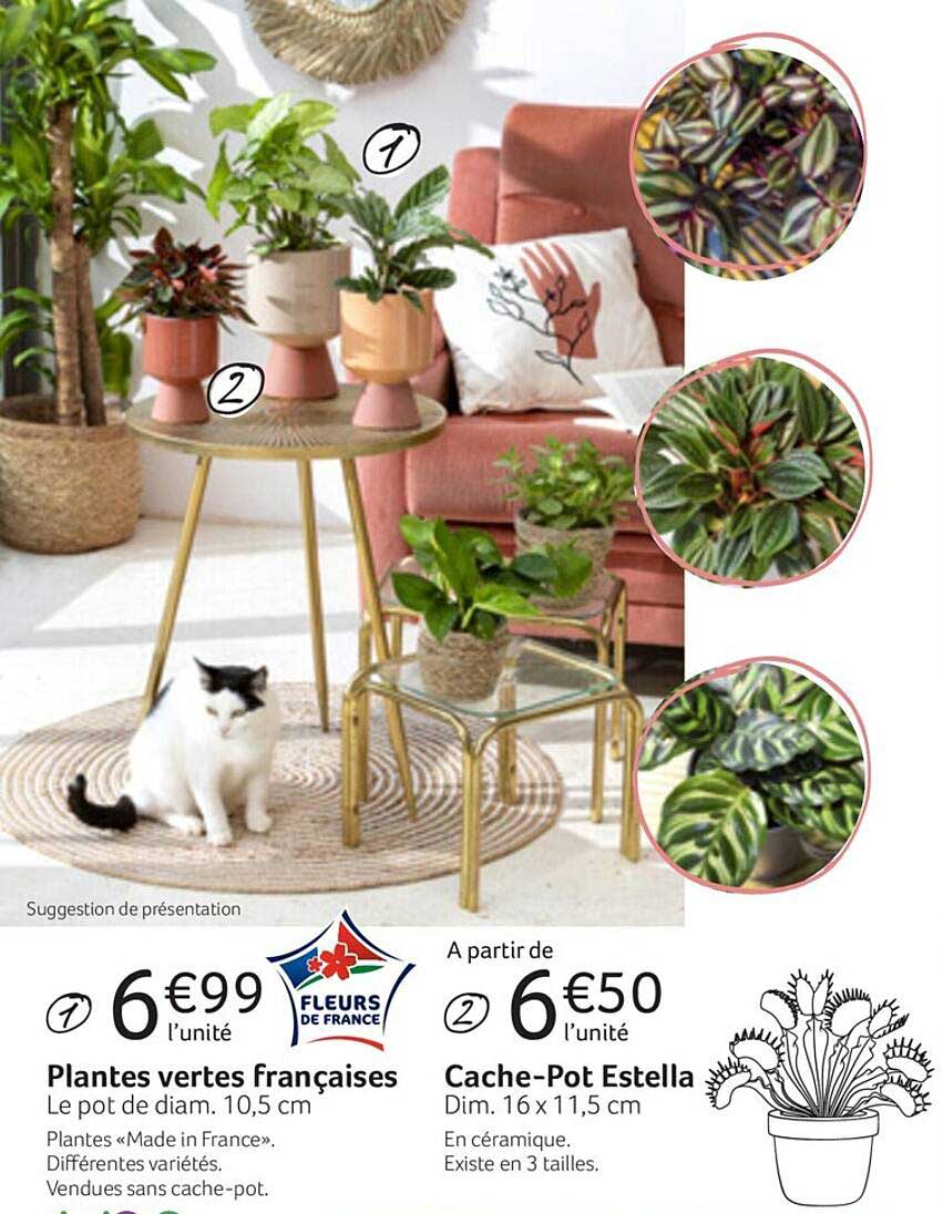 plantes vertes françaises, cache-pot estella