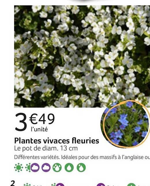 plantes vivaces fleuries