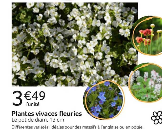 plantes vivaces fleuries