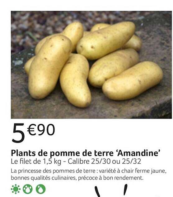 plants de pomme de terre "amandine"