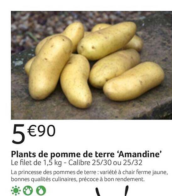 plants de pomme de terre "amandine"