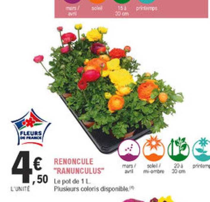 renoncule "ranunculus"