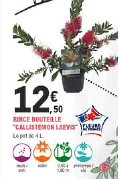 rince bouteille "callistemon laevis"