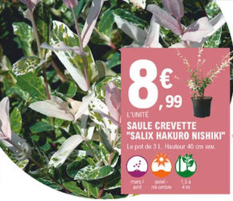 saule crevette "salix hakuro nishiki"