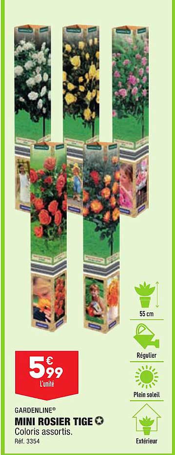 mini rosier tige gardenline