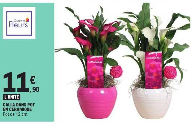 Calla Dans Pot En Céramique