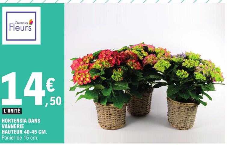 hortensia dans vannerie hauteur 40-45 cm