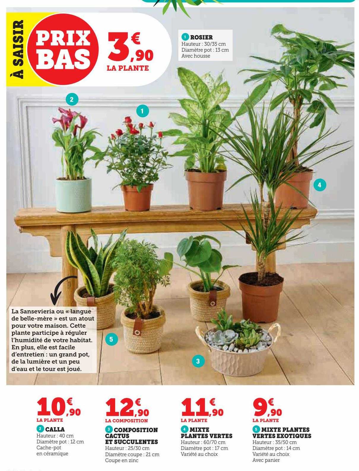 Rosier, Calla, Composition Cactus Et Succulentes, Mixte Plantes Vertes