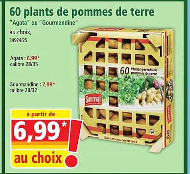 60 plants de pommes de terre