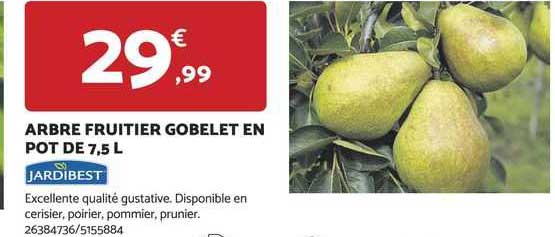 arbre fruitier gobelet en pot de 7,5 l jardibest