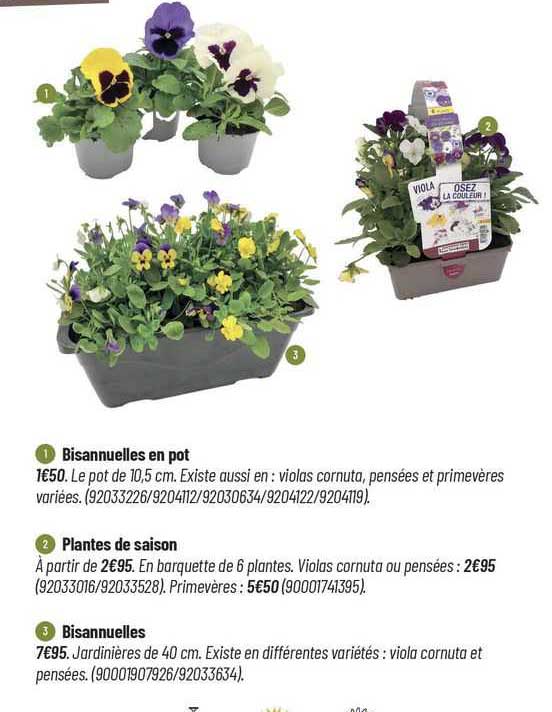 Bisannuelles En Pot, Plantes De Saison, Bisannuelles