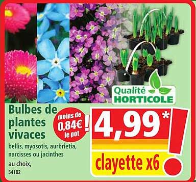 bulbes de planes vivaces