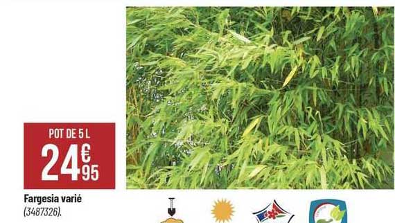 fargesia varié