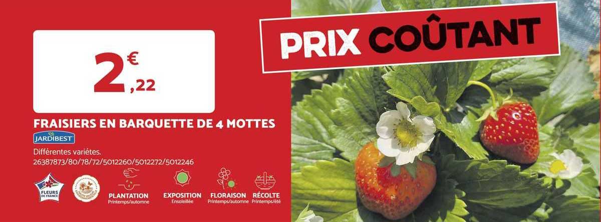 fraisiers en barquette de 4 mottes jardibest