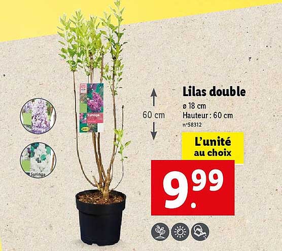 Lilas Double