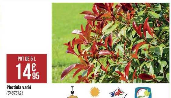 photinia varié