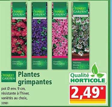 plantes grimpantes finest garden