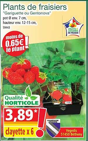plants de fraisiers