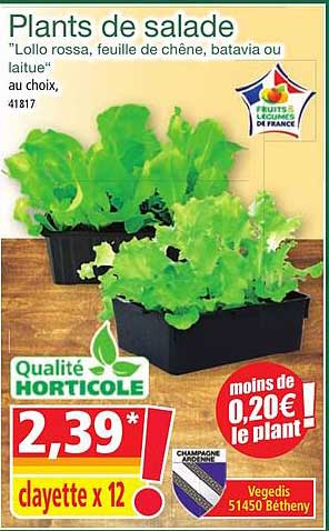 plants de salade
