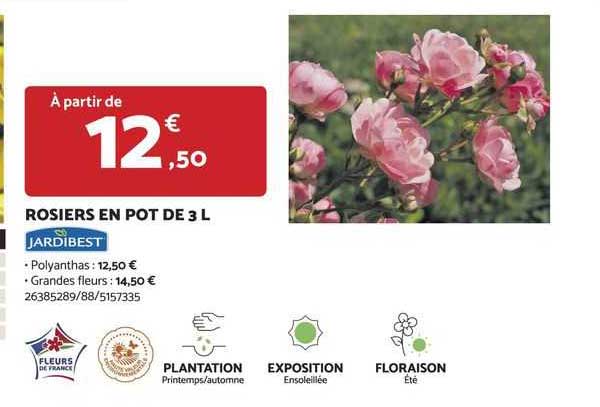 rosiers en pot de 3 l jardibest