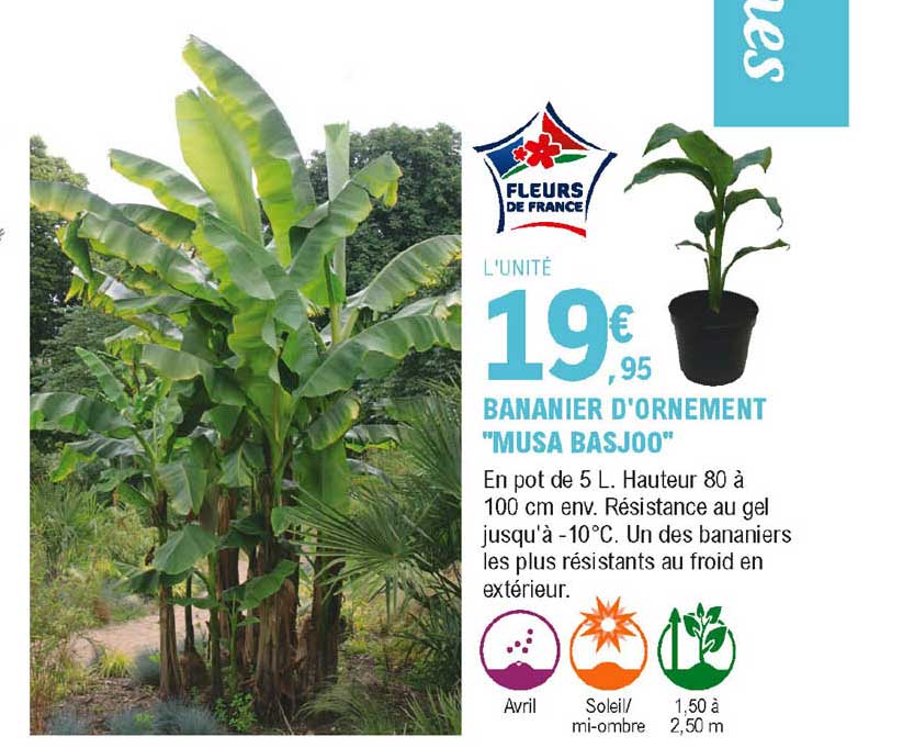 bananier d'ornement "musa basjoo"