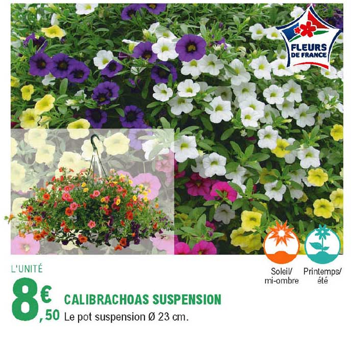 calibrachoas suspension
