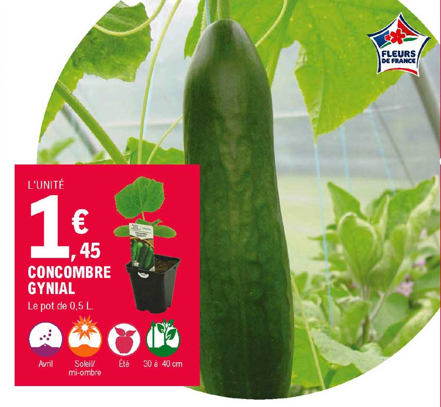 concombre gynial