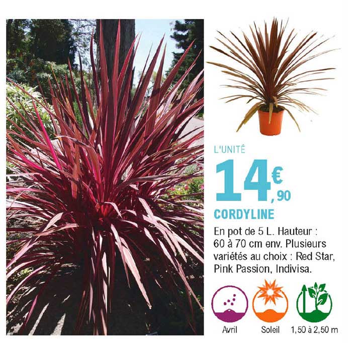 cordyline
