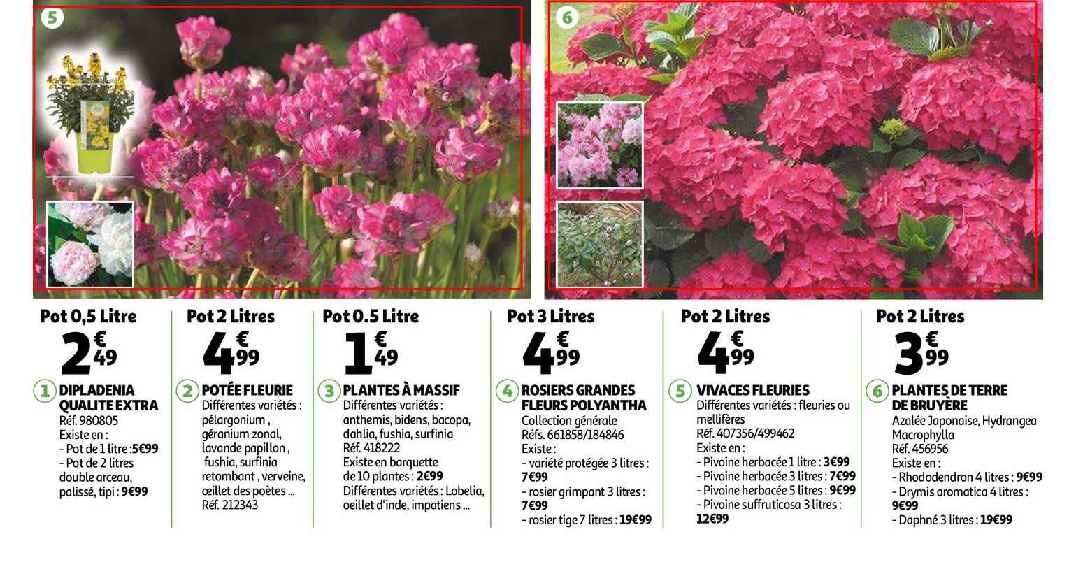 dipladenia qualité extra, potée fleurie, plantes à massif, rosiers grandes fleurs polyantha, vivaces fleuries, plantes de terre de buryère