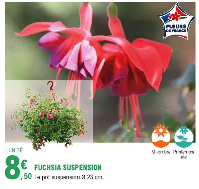 fuschia suspension