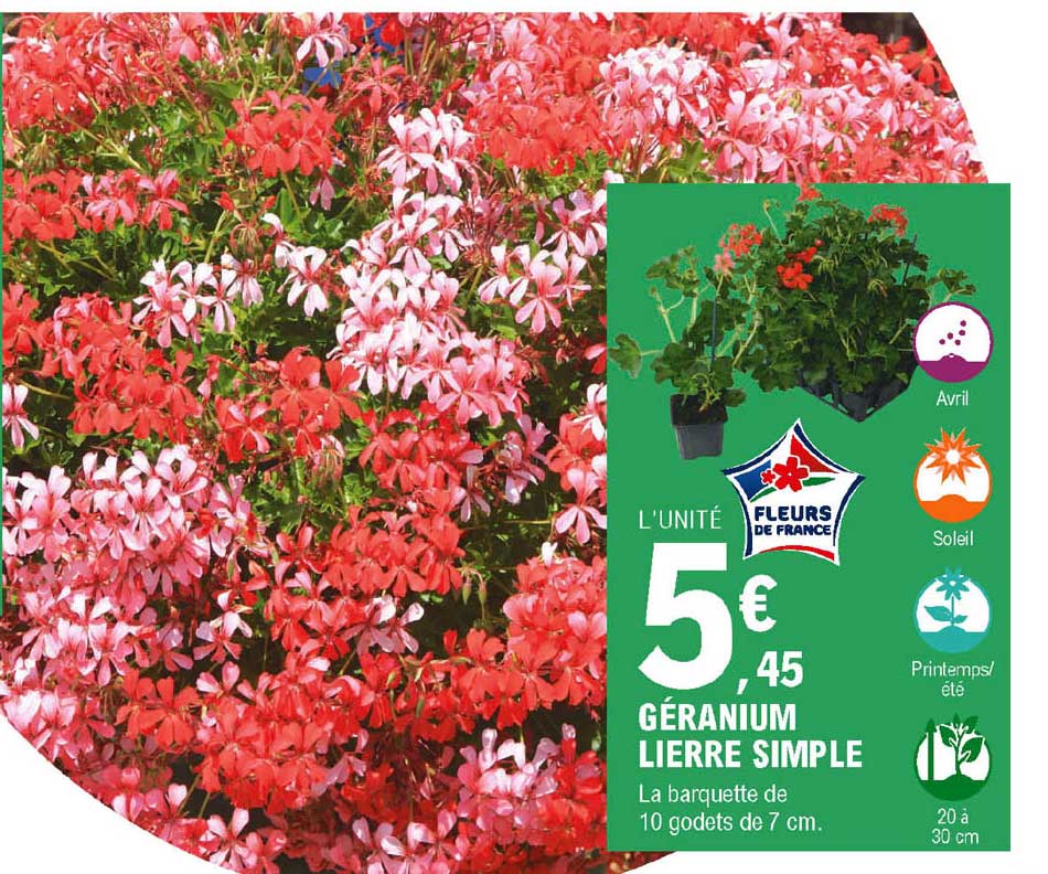 géranium lierre simple