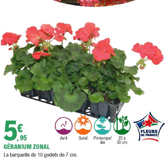 géranium zonal